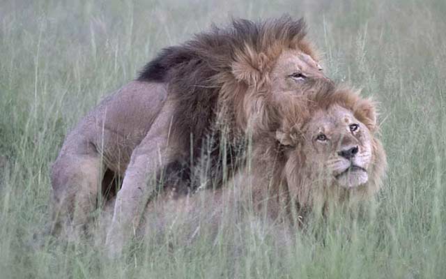 Photographer Captures Gay Lions Bumping Uglies