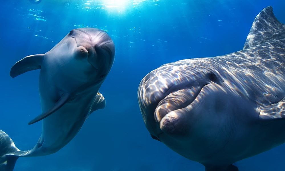 Pod of Gay Dolphins Discovered in Australia