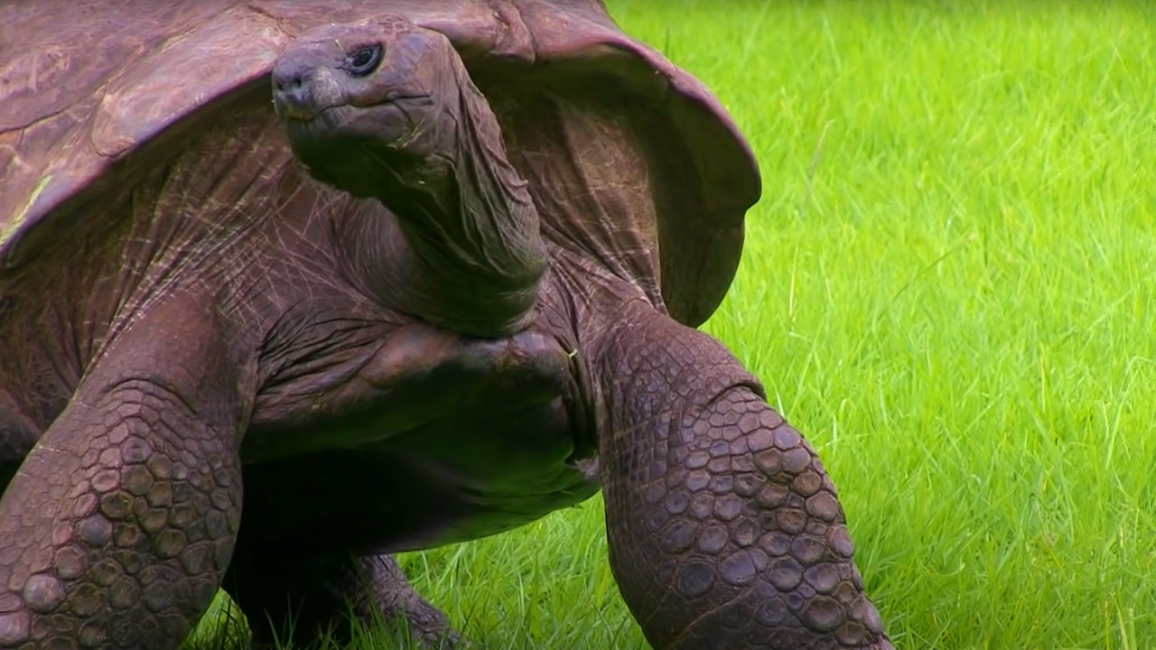 The World’s Oldest Tortoise Is Queer