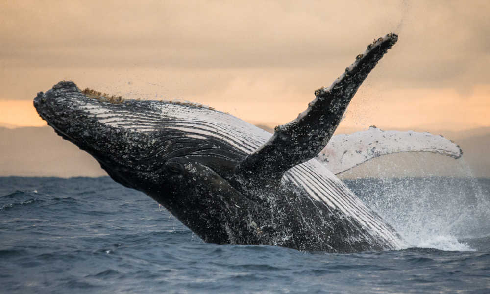 Breaking Barriers: The Surprising Homosexual Behavior of Humpback Whales