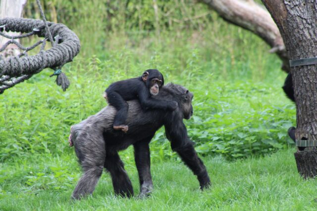 Bonobos