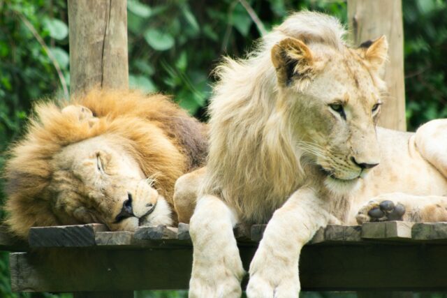 African Lions