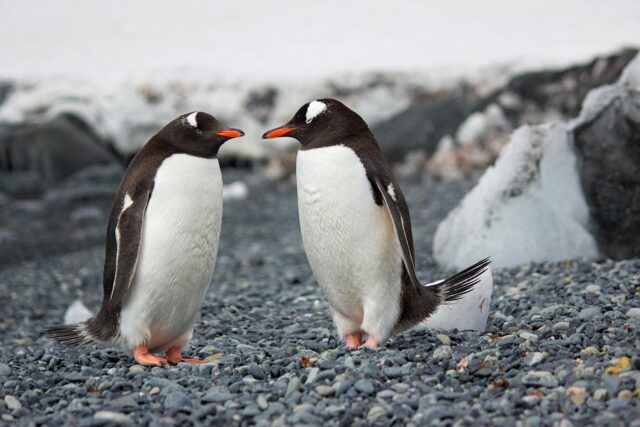 Penguins