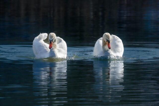 Swans