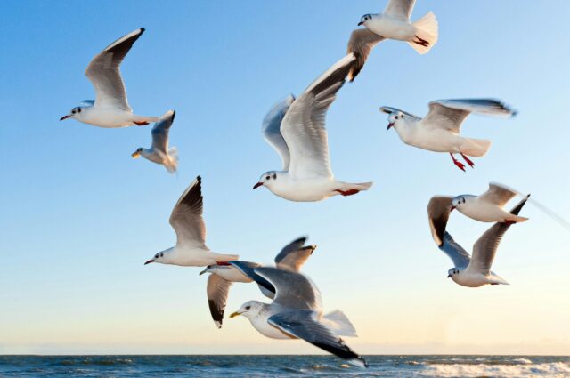 Gulls