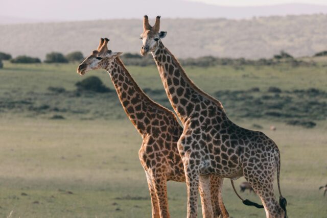 Giraffes