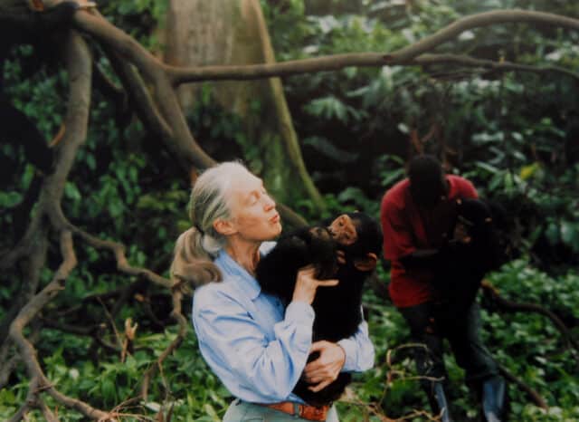 Jane Goodall, English primatologist, ethologist, and anthropologist, with a chimpanzee in her arms, c. 1995  